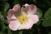 Rosa canina