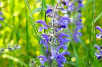 Salvia pratensis