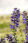 Salvia pratensis