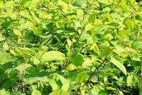 Reynoutria japonica