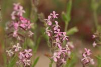 Silene gallica