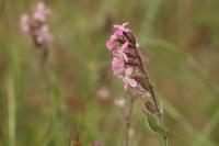 Silene gallica