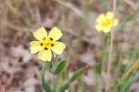 Tuberaria guttata