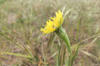 Tragopogon dubius