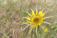 Tragopogon dubius