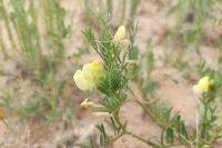 Vicia lutea