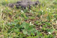 Trifolium subterraneum