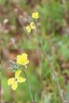 Coincya monensis