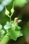 Geranium lucidum