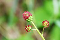 Poterium sanguisorba
