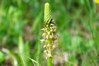 Orchis anthropophora