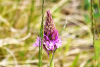 Anacamptis pyramidalis