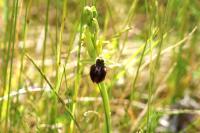 Ophrys aranifera