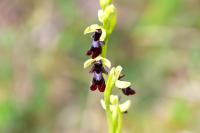 Ophrys insectifera