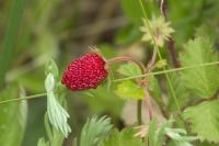 Fragaria