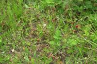 Fragaria