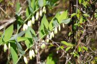 Polygonatum odoratum