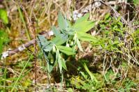 Polygonatum odoratum