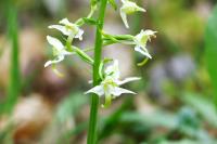 Platanthera bifolia