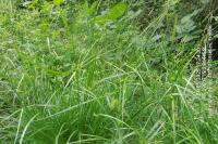 Carex depauperata