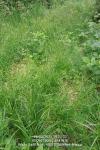Carex depauperata