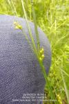 Carex depauperata