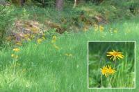 Arnica montana