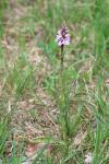 Dactylorhiza maculata