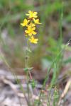 Hypericum pulchrum