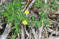 Potentilla erecta