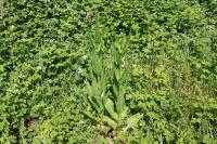 Dipsacus fullonum