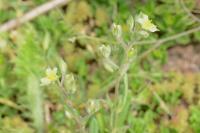 Helianthemum salicifolium