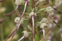 Himantoglossum hircinum