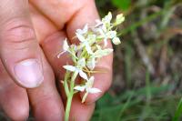 Platanthera bifolia