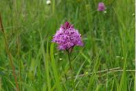 Anacamptis pyramidalis