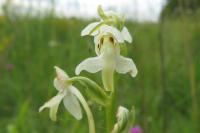 Platanthera chlorantha
