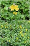 Lysimachia nummularia