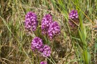 Anacamptis pyramidalis