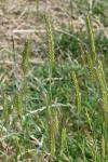 Hordeum secalinum