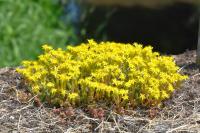 Sedum acre