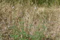 Verbena officinalis