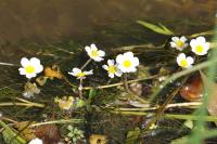 Ranunculus penicillatus