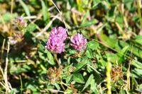 Trifolium pratense