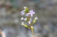 Campanula rapunculus