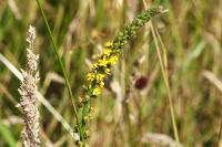 Agrimonia eupatoria