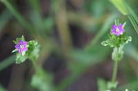 Legousia hybrida