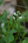 Polygala amarella