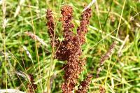 Rumex crispus