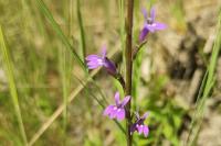 Lobelia urens