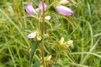 Campanula trachelium
